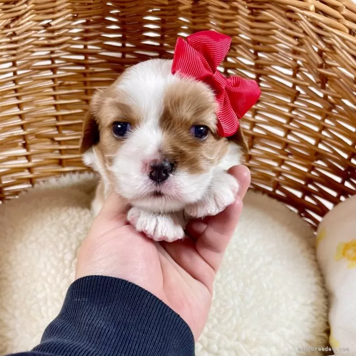 ID:2404-05427の子犬