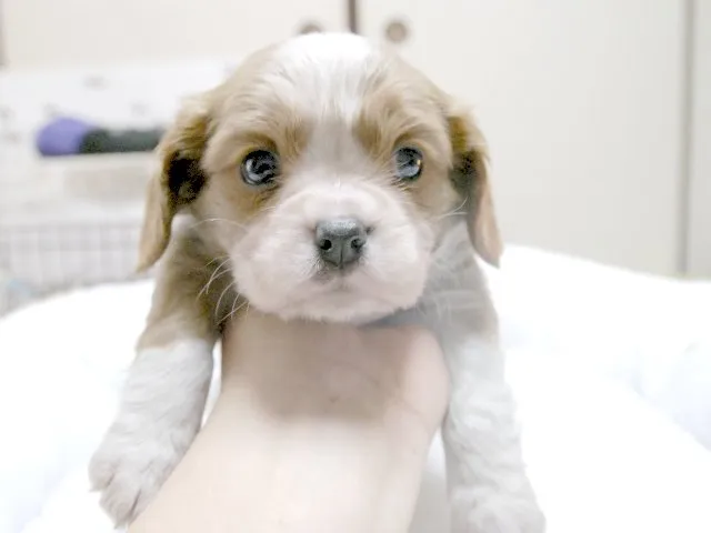 ID:1412-00794の子犬