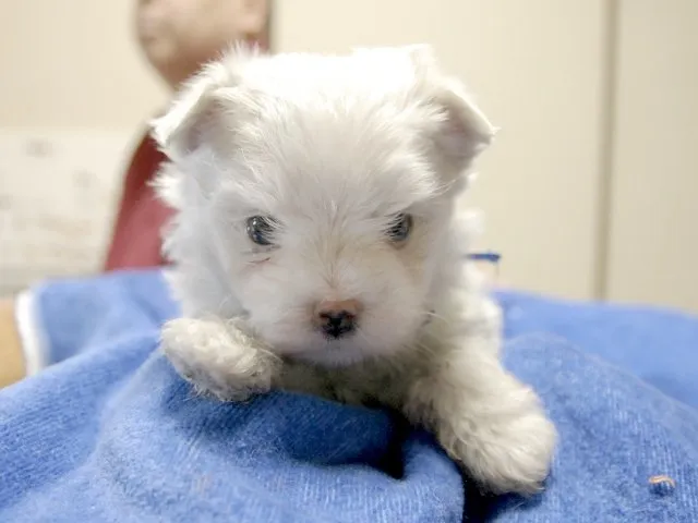 ID:1504-00760の子犬