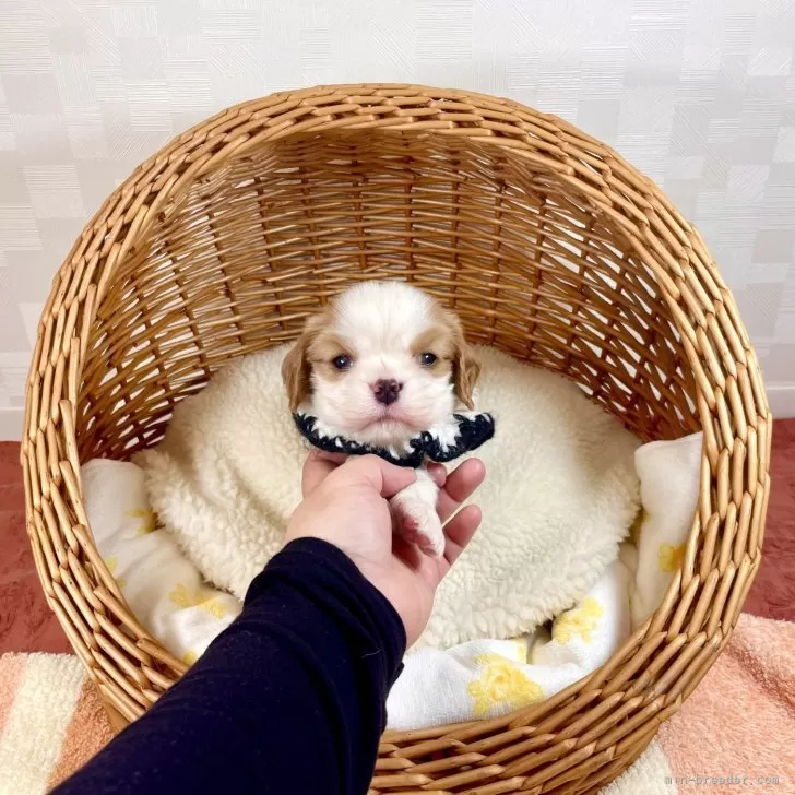 ID：2402-05017の子犬