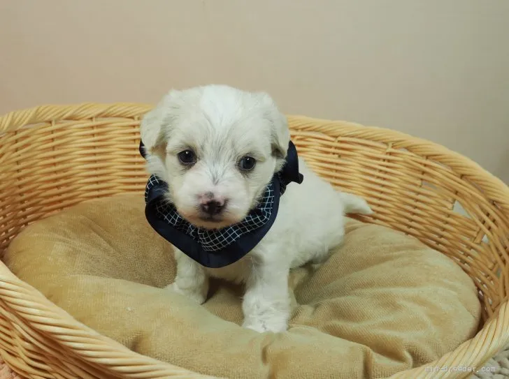 ID:2204-02679の子犬