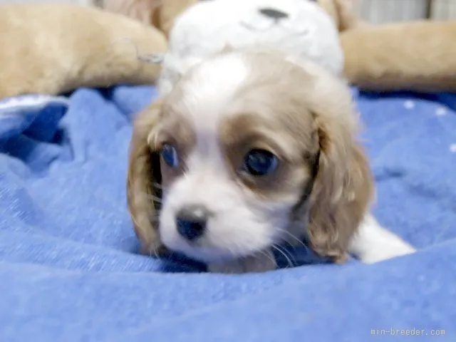 ID:1507-01406の子犬