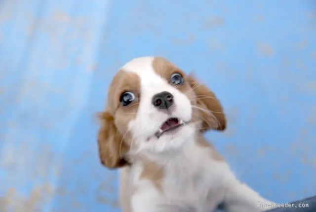 ID：1510-00366の子犬