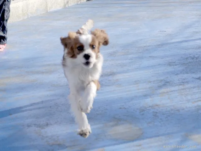 ID:1508-00702の子犬