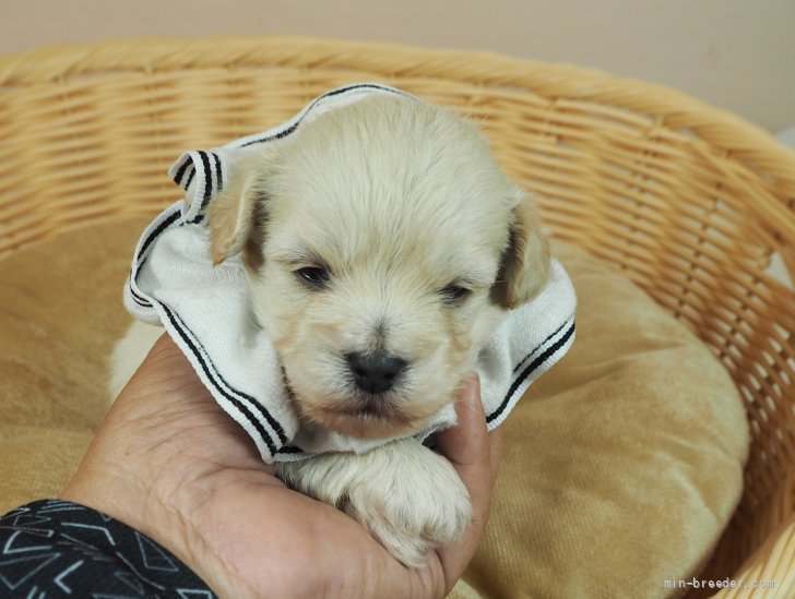 ミックス マルチーズ トイプードル 埼玉県 男の子 22年3月18日 シャンパンゴールド マルチーズとトイプードルのmix犬 です みんなのブリーダー 子犬id 24