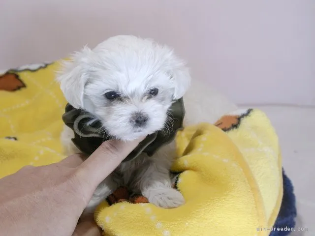 ID：1810-02739の子犬