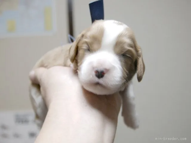 マハロ 様のお迎えした子犬