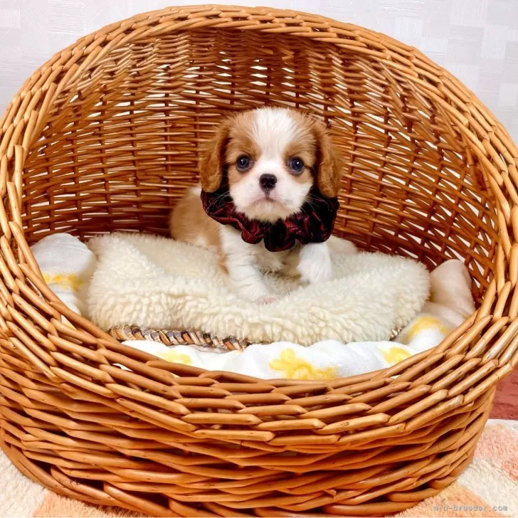 伊藤 様のお迎えした子犬