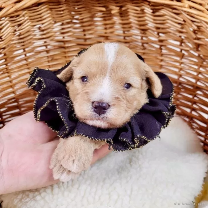 ID:2406-02810の子犬
