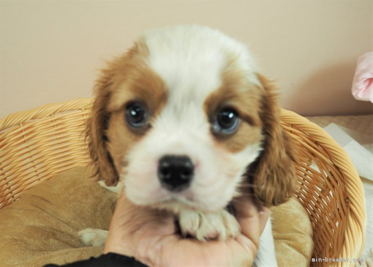 キャバリア 埼玉県 男の子 21年2月17日 ブレンハイム ダンディーな男の子 パパはjkcチャンピオン みんなのブリーダー 子犬id 2103 023