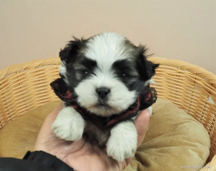 ID：2103-01724の子犬