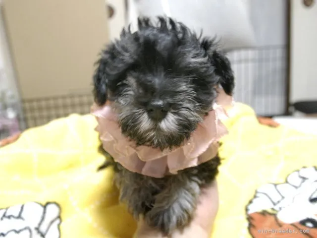 ID：1707-01971の子犬