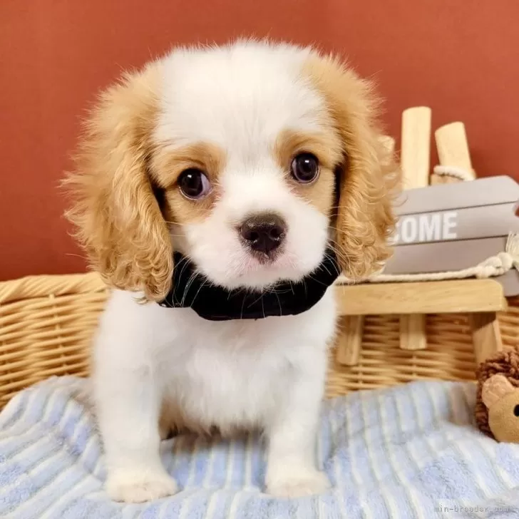 ID:2407-00829の子犬