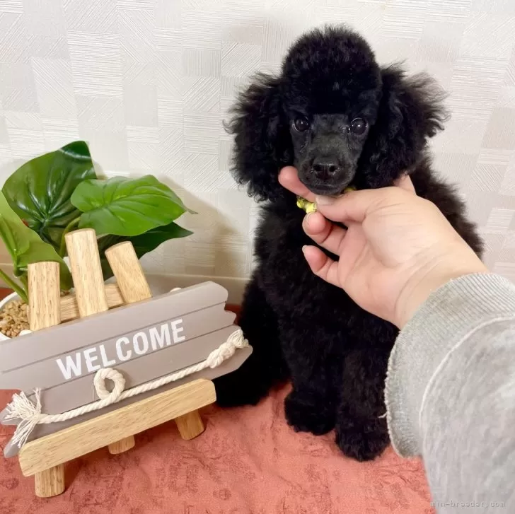 ID:2312-06026の子犬