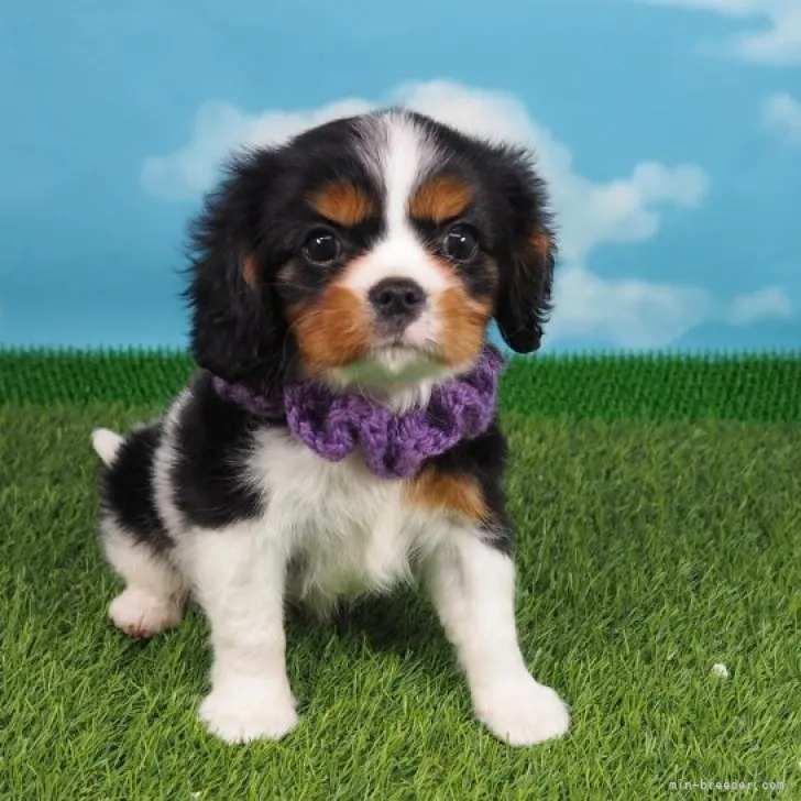 S.O 様のお迎えした子犬