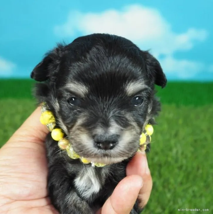 ID：2305-00725の子犬