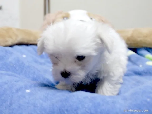 ID:1509-00872の子犬