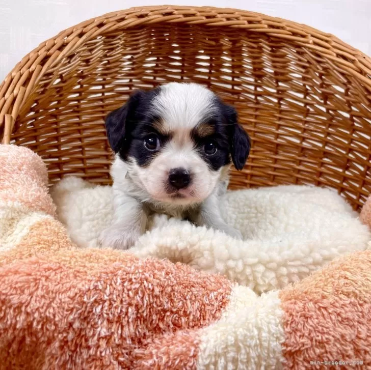 ID:2312-01313の子犬