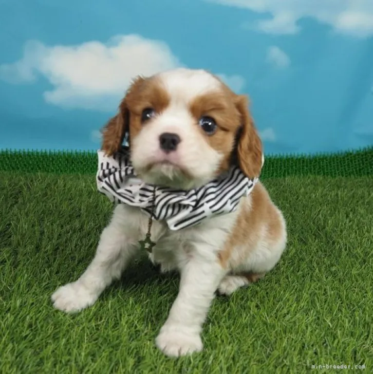 ID:2305-00706の子犬