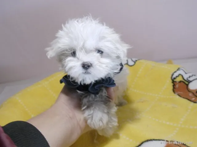 ID:1810-02738の子犬