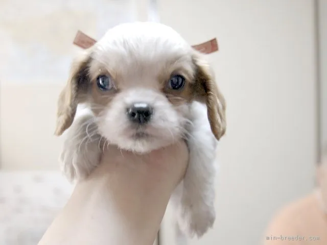 ID:1511-01337の子犬
