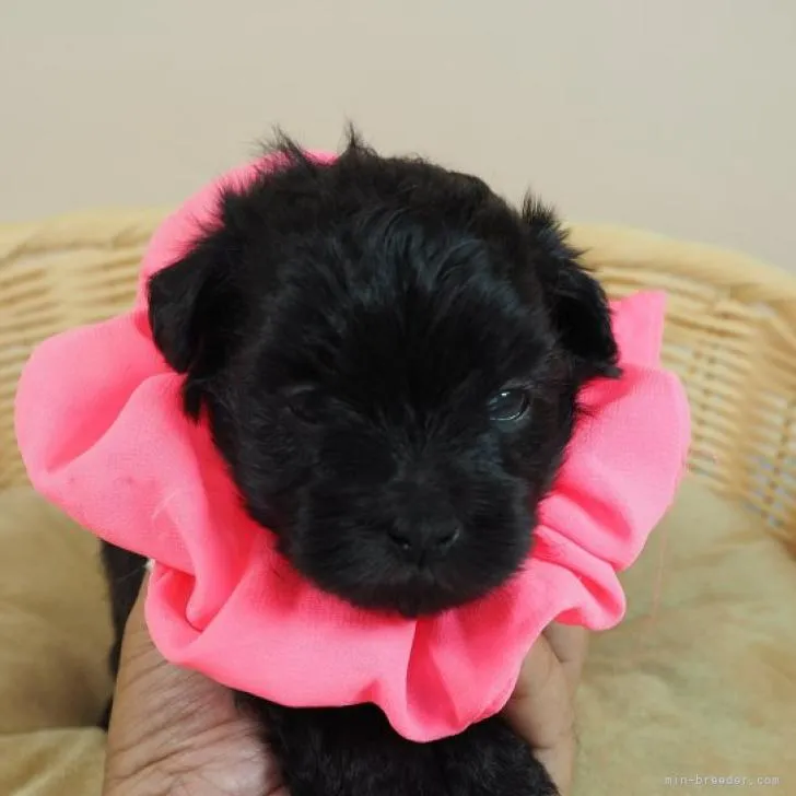 ID:2207-04694の子犬