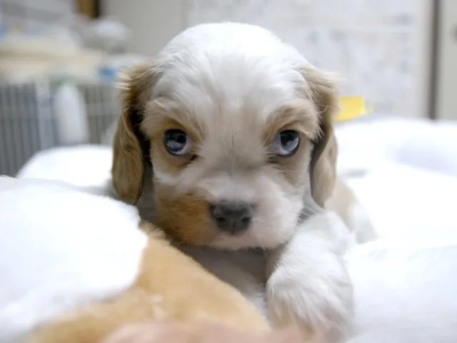 ID：1411-00514の子犬