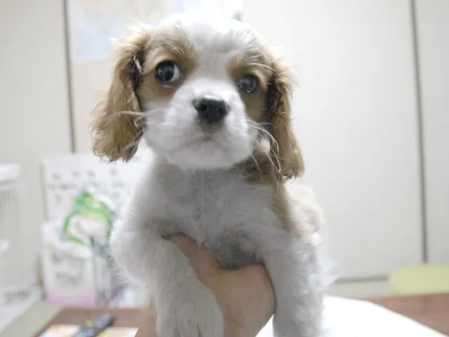 ID：1412-00400の子犬