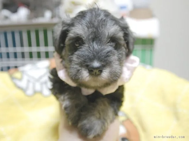 ID:1805-01367の子犬