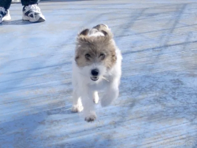 ID:1508-01460の子犬