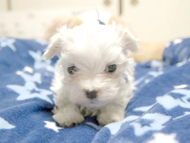 ID:1502-00116の子犬