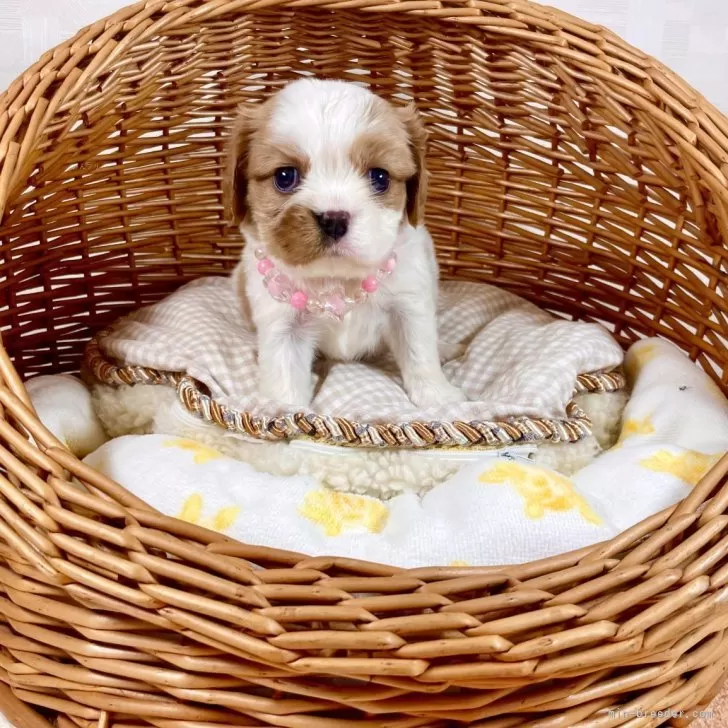 N.S 様のお迎えした子犬