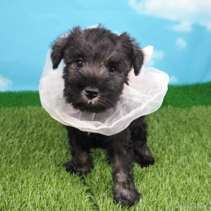 ID:2305-03089の子犬
