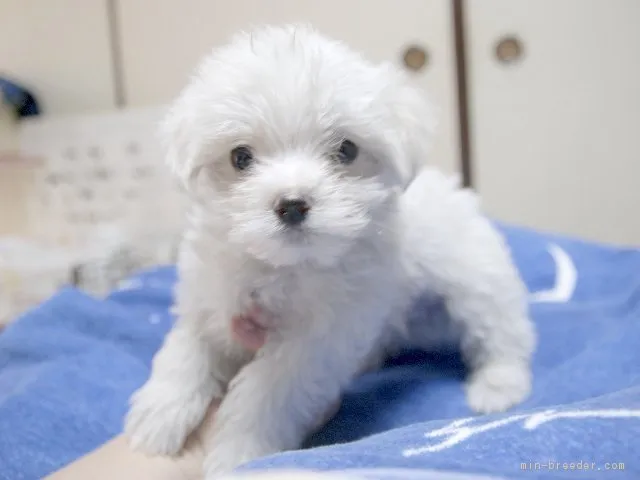 ID:1603-01532の子犬