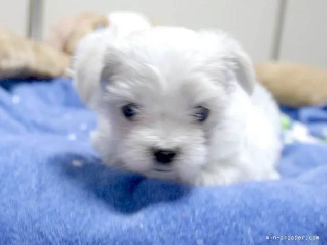 ID:1509-01665の子犬