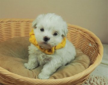 マルチーズ【埼玉県・男の子・2021年6月19日・ホワイト】の写真「ダンディーな男の子♪遺伝子検査両親共ノーマルです。」