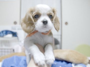キャバリア【埼玉県・女の子・2015年7月7日・ブレンハイム】の写真「キュートな女の子♪」