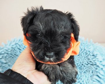 ミニチュアシュナウザー【埼玉県・男の子・2020年10月18日・ブラック&シルバー】の写真「ダンディーな男の子。パパはチャンピオン」