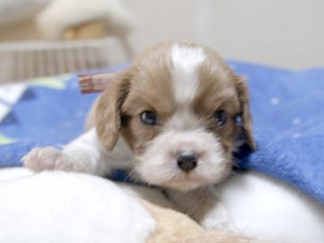 キャバリア【埼玉県・男の子・2016年3月4日・ブレンハイム】の写真「ダンディーな男の子♪」