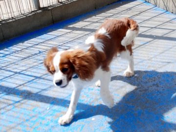 キャバリア【埼玉県・男の子・2016年10月12日・ブレンハイム】の写真「ダンディーな男の子♪お父さんJKCチャンピオン」