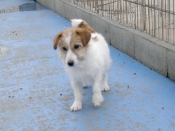 ジャックラッセルテリア【埼玉県・女の子・2015年8月16日・タン&ホワイト】の写真「お父さんはＪＫＣチャンピオンのバウワー君。」