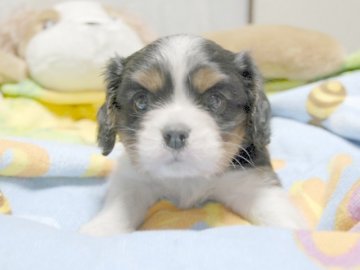 キャバリア【埼玉県・男の子・2015年8月26日・トライ】の写真「ダンディーな男の子♪」