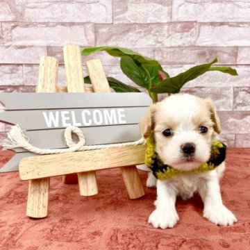 ミックス(マルチーズ×キャバリア)【埼玉県・男の子・2023年7月28日・白茶】の写真「9月15日までの掲載、とても可愛い男の子♤」
