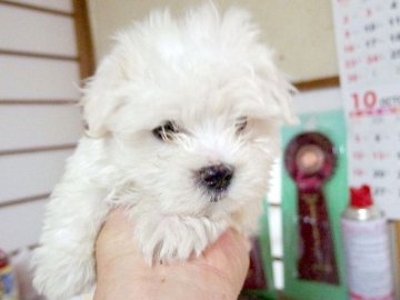 マルチーズ【埼玉県・男の子・2014年7月29日・ホワイト】の写真「四人兄妹の小柄でかわいい男の子♪」