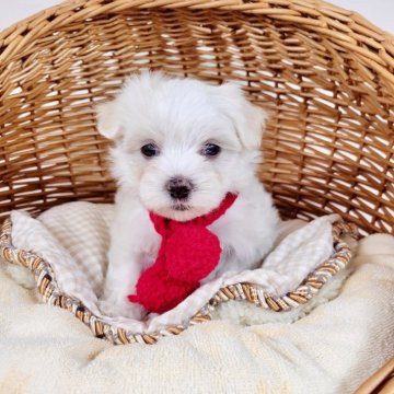 マルチーズ【埼玉県・男の子・2024年6月20日・ホワイト】の写真「8/10(土)AMまでの掲載!」