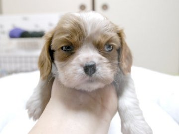 キャバリア【埼玉県・男の子・2014年12月3日・ブレンハイム チャンピオン直子】の写真「ダンディーな男の子♪」