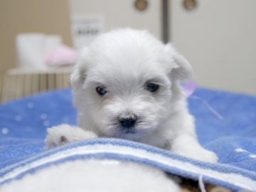 マルチーズ【埼玉県・女の子・2016年3月3日・ホワイト】の写真「兄妹のかわいい女の子♪この子は紫色リボンちゃん。」