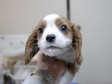 キャバリア【埼玉県・男の子・2016年2月5日・ブレンハイム】の写真「ダンディーな男の子♪」