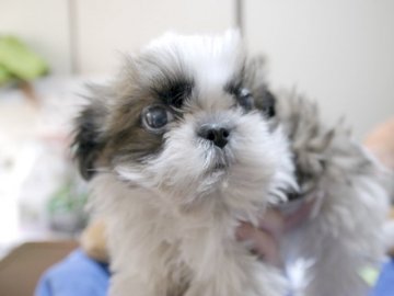 シーズー【埼玉県・男の子・2015年10月5日・ホワイト&ゴールド】の写真「父親JKCチャンピオン、母親JKCチャンピオン直子」