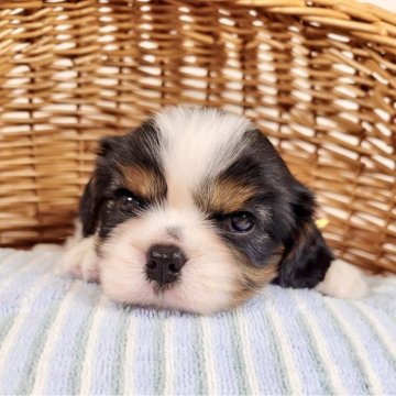 キャバリア【埼玉県・女の子・2024年6月1日・トライカラー】の写真「父インターCH！ 整ったお顔立ちの可愛い女の子♡」